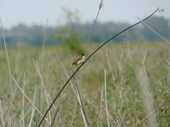 Polystictus pectoralis