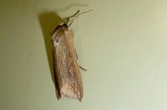 Mythimna unipuncta
