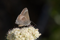 Satyrium tetra