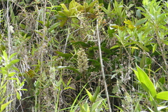 Prosthechea crassilabia