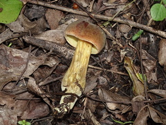Hortiboletus engelii