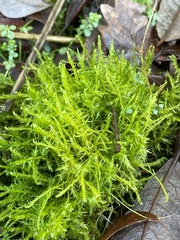 Drepanocladus