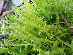 Drepanocladus