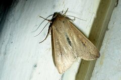 Mythimna unipuncta
