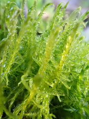 Drepanocladus