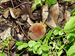 Hortiboletus engelii