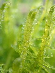 Drepanocladus