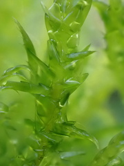 Drepanocladus