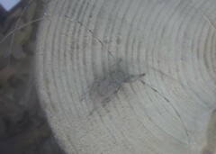 Acanthocinus aedilis