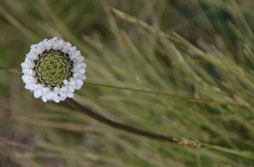 Dipsacus pinnatifidus