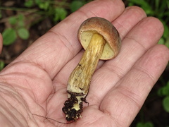 Hortiboletus engelii
