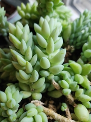Sedum morganianum