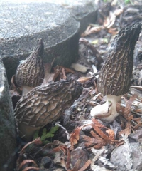 Morchella importuna