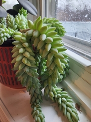Sedum morganianum