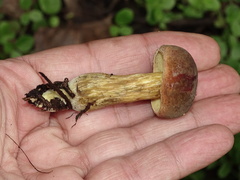 Hortiboletus engelii