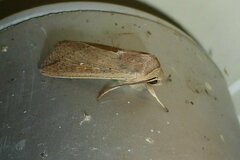 Mythimna unipuncta