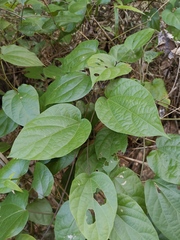 Byttneria grandifolia