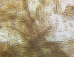 Rosellinia corticium