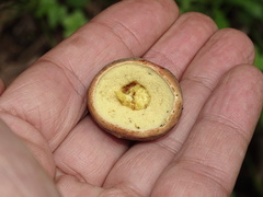 Hortiboletus engelii