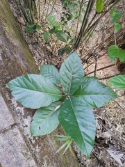 Ficus hispida