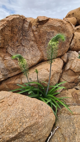 Albuca pulchra