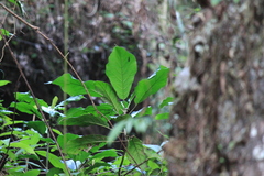 Ficus hispida