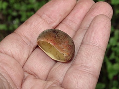 Hortiboletus engelii