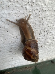 Lissachatina fulica