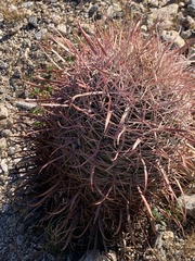 Ferocactus gracilis