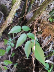 Berberis fordii