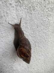 Lissachatina fulica
