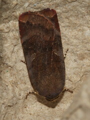 Noctua janthina