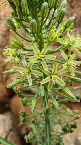 Albuca pulchra