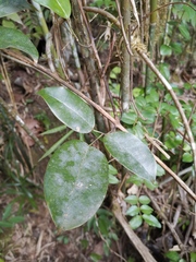 Jasminum lanceolarium