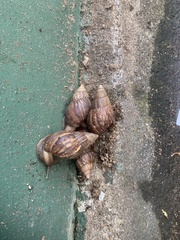 Lissachatina fulica