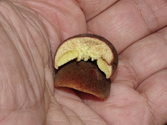 Hortiboletus engelii