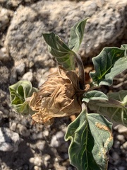 Datura discolor