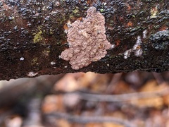 Rosellinia corticium