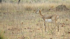 Antilope cervicapra