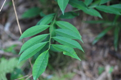 Capparis cantoniensis