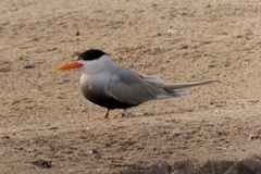 Sterna acuticauda