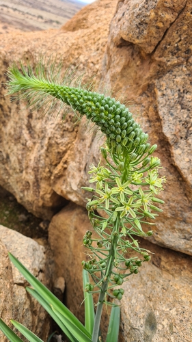 Albuca pulchra