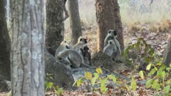 Semnopithecus entellus