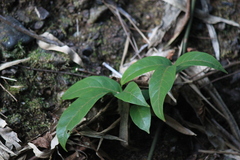 Tetrastigma hemsleyanum