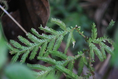 Selaginella delicatula