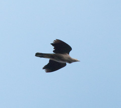 Ducula badia