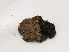 Rosellinia corticium