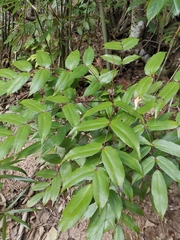 Berberis fordii