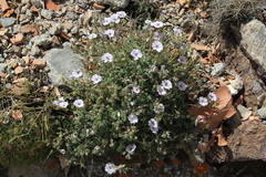 Erodium saxatile