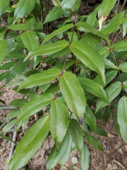 Berberis fordii
